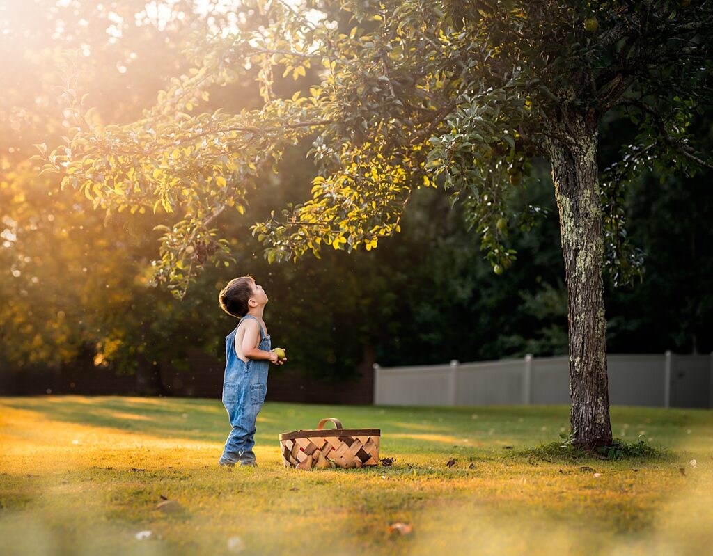 A little boy in overalls picks pears off of a pear tree as the sun sets behind him 