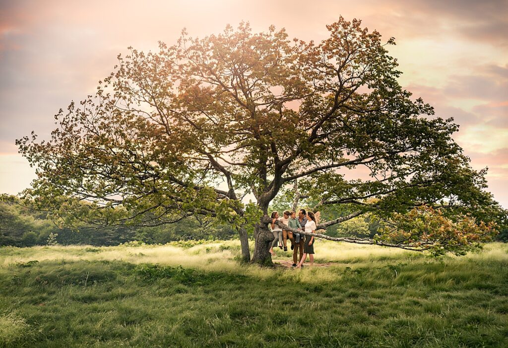 A family of five sits in a large tree as the sun sets behind them during their portrait session with the Best Asheville Family photographer 
